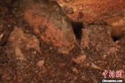 占卜在线江西发现蜘蛛新物种 为研究呵叻蛛属适应区域提供依据