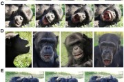 占卜在线国际最新研究：机器人“打哈欠” 黑猩猩被传染
